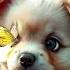 Puppy S Adorable Reaction To A Butterfly On Its Nose Cute Animals Puppy