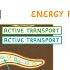 GCSE Biology Active Transport