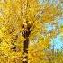 Shorts Лист кружится золотой падает под ноги The Leaf Is Spinning Golden Falling Under Your Feet