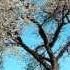 Antonio Vivaldi Four Seasons Complete At 432 Hz Tuning