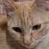 Комочек счастья Cat приют помощьбездомным
