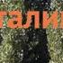 Тополь черный Италика Topol Chernyy Italika Италика обзор как сажать саженцы тополя Италика