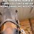 THE ALL KNOWING HORSE Horse Meme Gambling Fyp Ytshorts