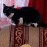 Respect Shorts Cat Murasha юмор смех позитив надо как то веселиться молодость то проходит