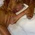 I Knew They D Love Each Other Vizsla Puppy Pointer Dogmom Pets Dogbrothers