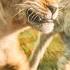 Mufasa The Lion King I Always Wanted A Brother In 32 Languages One Line Multilanguage