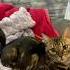 Cat бенгал смешнойкот приколыскотами ремикс Catlover кот котик смешныекошки юмор