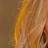 Lara Fabian Je T Ai Cherché Live On Les 12 Coups De Midi France 2024