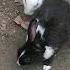 Short Animals Video Shortsyoutube Short Rebbit