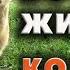 Обзор хозяйства в Красновке