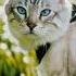Found A Cat With EXTRA TOES Catphotography Streetportraits
