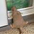 Prairie Dog Claims She Was Just Chilling After Being Caught Inside The Fridge Like A Leftover
