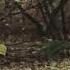 Hort Education BC Arborist Technician Profile Educational Training