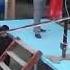 Palwan Halmyradow Toy Aydymlary Arhiw