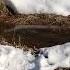 Речка Лось просыпается после зимы The Los River Wakes Up After Winter 20 03 2021
