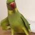 Parrot Dancing Shorts Parrot Short