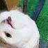 I Don T Like Your Peaches Viralshort Owl Cute Viralshort Merrychristmas
