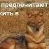 Золотой шакал