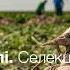 Кореневі гнилі на посівах цукрових буряків Селекційна відповідь від KWS КВС УКРАЇНА