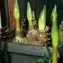 Amaryllis Firsttime Redlion Minerva