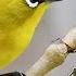Masteran Suara Burung Pleci Gacor Pleci Dakun Lokal Kelud