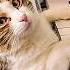 Cat Waits For Couple To Play The Piano Every Day Cuddle Buddies