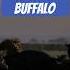 A Buffalo Hunt Is A Family Affair Wildlife Naturepbs Animalshorts Lion Buffalo Hunt