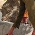 Rural Life Narges Pregnancy Challenges And Babak S Efforts To Take Care Of His Wife Par8484