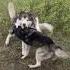 Драка маламута и хаски Husky маламут собака Shorts животные