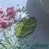 Embroidery Brazilian Rose Design By Malina Gm