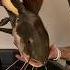 MOVING MONSTER REDTAIL CATFISH