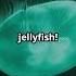 5 Fascinating Facts About Jellyfish Ocean S Mysterious Drifters Jellyfish Science Slime