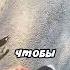 Выгуливает лужу