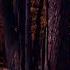 Autumn Leaves And Wind Chimes 10 Hour Soundscape For Sleep Meditation Ambience Relaxation