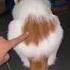 숏생폼사 Cat 고양이 트월킹 쑈쑈쑈 Shorts 숏생폼사
