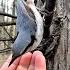 Поползень может и вверх ногами You Can Peck Nuts Upside Down