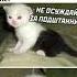 Мемы 2022 Осторожно они очень короткие