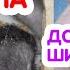 Шиншилла родила Новорожденные шиншиллята 0 7 дней