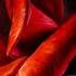 Painting A Vibrant Rose In Oils
