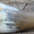 Горн для охоты Buffalo Hunting Horn 20