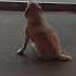 Танцующая собака Dancing Dog Dog милыеживотные милыесобачки