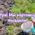 Ура Свершилось мы картошку посадили