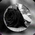 CHRISS Feat DIZO Floare Cu Venin Audio