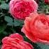 Роза Саммер Сонг в моем саду 26 06 21 Austin UK 2007 Summer Song Rose In My Garden Shorts