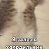 МНЕ ПРИШЛОСЬ ПРИЗНАТЬСЯ в этом юмор котики Cat 2025