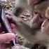 Monkeys Using Smart Phones Shorts