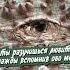 А ты разучишься любить однажды вспомнив обо мне александрзакшевский можетбыть