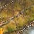 Autumn Relaxation Gentle River Sounds Birds Singing Nature Video For Sleeping