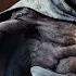 Why How Yoda Almost Became A SITH LORD Star Wars Explained