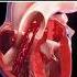 HEART ANIMATION Heart Anatomy Animation Bloodcirculation Cardiology Shorts